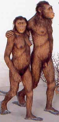 Australopithecus afarensis, c3.6 million bp. Picture from Ape Man by Robin McKie, source American Museum of Natural History, New York.