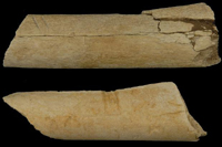Cut marks on bones from Dikika, Ethiopia. Picture from The Times 12/08/2010