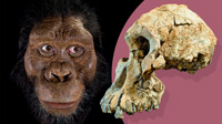 Skull 3.8 myears old from Northern Ethiopia. Picture from The Times 29/08/2019