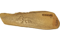 This carved ox rib dates to 2000BC. Picture from Southwold Museum.