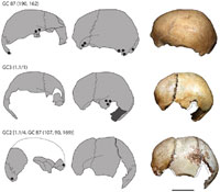 Skulls from Gough's cave. Picture from journal PLoS One Feb, 2011.
