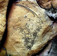 Engraved horse in Church hole, Cresswell Crags, picked out to show up the outline. Click for a wider view.