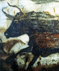 Part of a bull, painted on the walls of Lasceaux Cave in France. Click for a wider view.