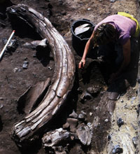 Excavating a mammoth at Lynford Quarry. Picture from Homo Britannicus by Chris Stringer