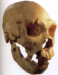 Skull from Pit of Bones, Atapuerca, N Spain. Half way between heidelbergensis and neanderthal? Taken from 'Ape Man' by Robin McKie.