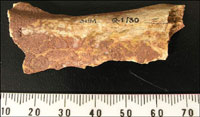 Ochre stained bone from Goats Hole Cave in Gower.