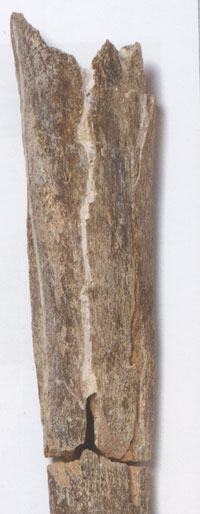 Fossil tibia from Boxgrove, known as 'Roger'. Picture from 'Homo Britannicus' by Chris Stringer
