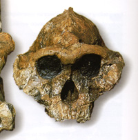 Fossil skull of Australopithecus boisei