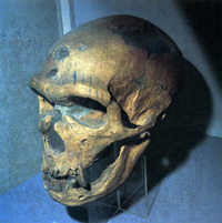 Skull of Neanderthal man. The massive brow ridges are characteristic of this species. Found at La Chapelle aux Saints, in SW France.