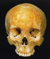 The familiar skull of Homo sapiens, the modern form of man. Taken from 'Ape Man' by Robin McKie.