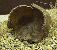 Three pieces of the Swanscombe skull reconstructed.