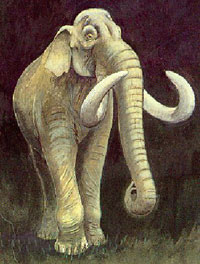 Drawing of the West Runton mammoth by Sam Brown for Norfolk Archaeology Service.