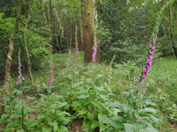 Foxgloves in the Kings Forest
