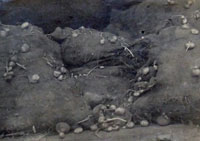 Potatoes bought for the army in France by government but never collected. Picture by Walton Burrell.