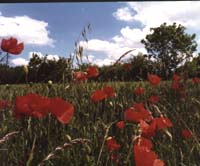 Poppy Fields