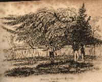 Maria Marten's Grave